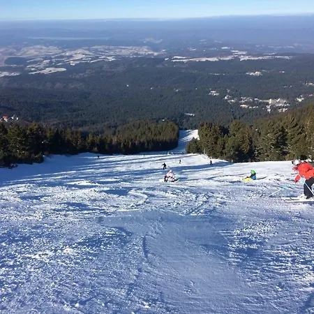 Viva Flora 607a Borovets