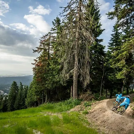 Viva Flora 607a بوروفتس