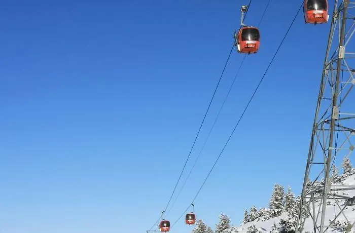 Viva Flora 607a Borovets